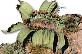 A giant Welwitschia mirabilis with clustered cones.