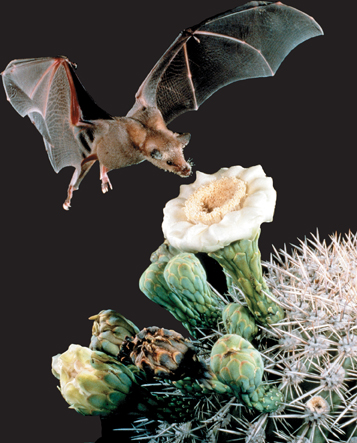 A bat pollinates the Saguaro cactus.