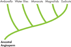 A cladogram for Ancestral Angiosperm with branches to present 5 different groups:
 Amborella, 
 Water lilies, 
 Monocots, 
 Magnoliids, and 
 Eudicots.