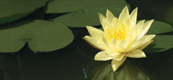 A water lily floats on water.