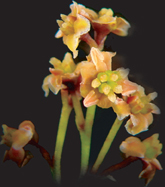 Amborella trichopoda flowers.