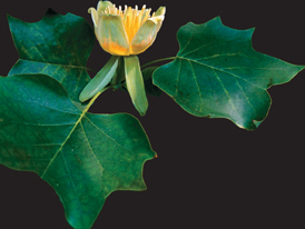 Tulip Poplar flower.