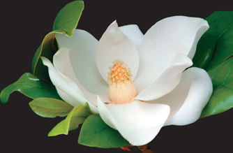 A flower of Magnolia tree.