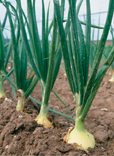 An onion plant.