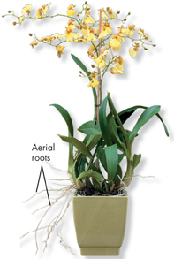 An orchid plant is planted in a clay pot. The aerial roots branches out the clay pot.