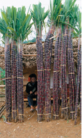 Bundles of sugarcane.