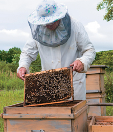 A beekeeper examines a beekeeeping box.
