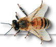 A honeybee.