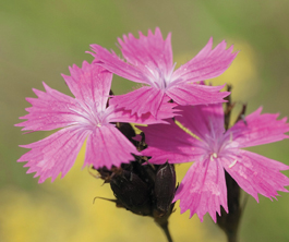 Clusterhead pinks.