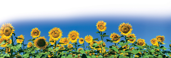 A sunflower field.