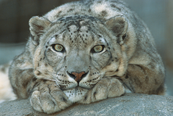 A snow leopard.