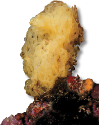 A yellow tubular sponge.