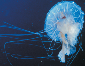 A compass jellyfish.