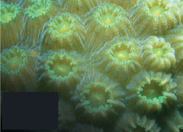 A yellowish-green colored star corals.