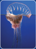 A Portuguese man-of-war.