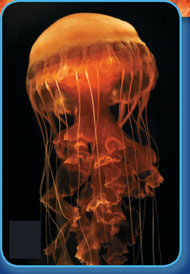 A black sea nettle.