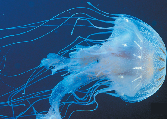 A purple-striped jelly.