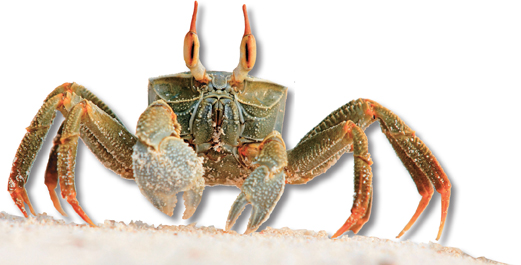 A land crab.