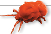 A red velvet mite.