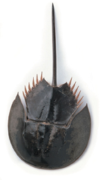 A horseshoe crab.