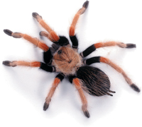 A Mexican fireleg tarantula.