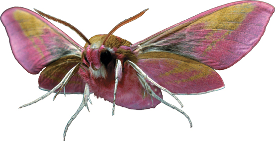 A moth.