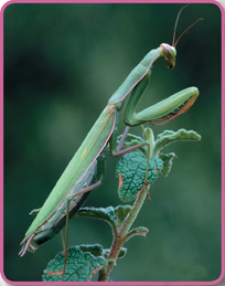 A praying mantis.