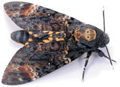 A hawk moth.