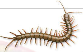 A centipede.