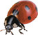 A ladybug.