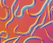 A micrographic view of C. elegans.