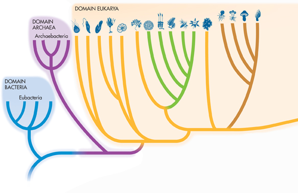 A cladogram titled 'The Tree of Life' is classified into three main domains: Bacteria, Archea, and Eukarya.