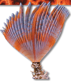 A peacock worms.
