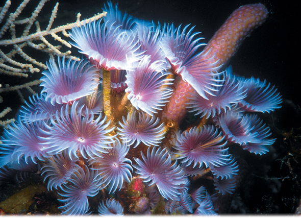 Feather-duster worms.