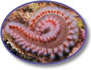 A bearded fireworm with white, bristle-like structure on the sides.