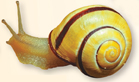 A garden snail.