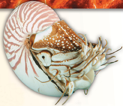 A chambered nautilus.