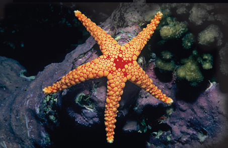 A red mesh sea star.