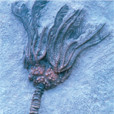A crinoid fossil.