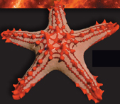 A sea star.