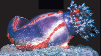 A sea cucumber.