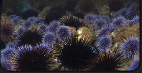 A sea urchins grazing on kelp.