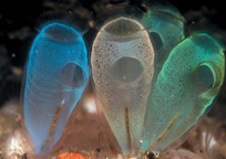 Pastel sea squirts.