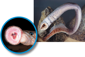 A lamprey.