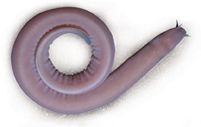 A hagfish.
