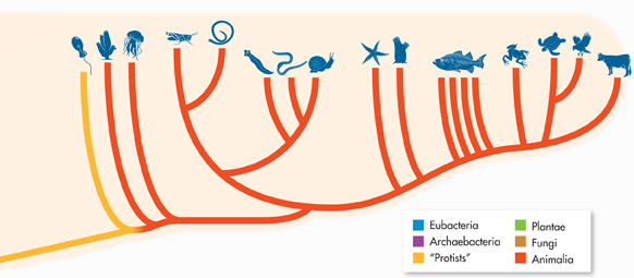 A cladogram used to represent the classification of organisms into 6 kingdom systems along with examples:  

Eubacteria, 
 Archaebacteria
 Protists
 Plantae,
 Fungi, and 
 Animalia (fish, tortoise, birds and so on).