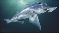 An elephant fish.