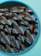 Dermal denticles on shark's skin.