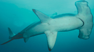 A hammerhead shark.