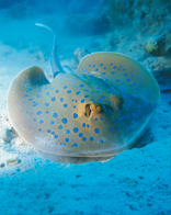 A blue-spotted stingray.